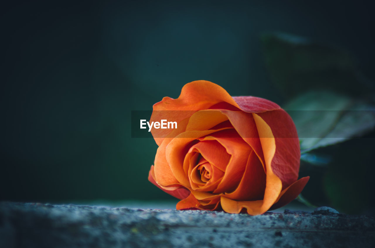 yellow, flower, flowering plant, macro photography, beauty in nature, plant, rose, red, close-up, nature, petal, freshness, fragility, flower head, inflorescence, no people, still life photography, garden roses, orange color, copy space, leaf, outdoors, pink, blue, selective focus