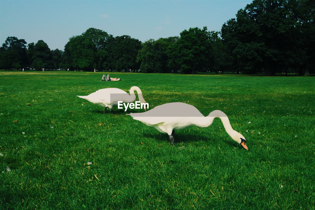 SWANS ON GRASSY FIELD BY LAKE AGAINST SKY