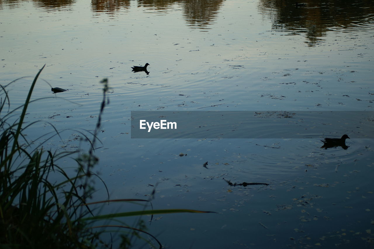 HIGH ANGLE VIEW OF DUCKS IN LAKE