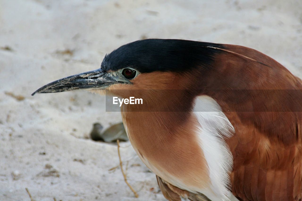 CLOSE-UP OF BIRD