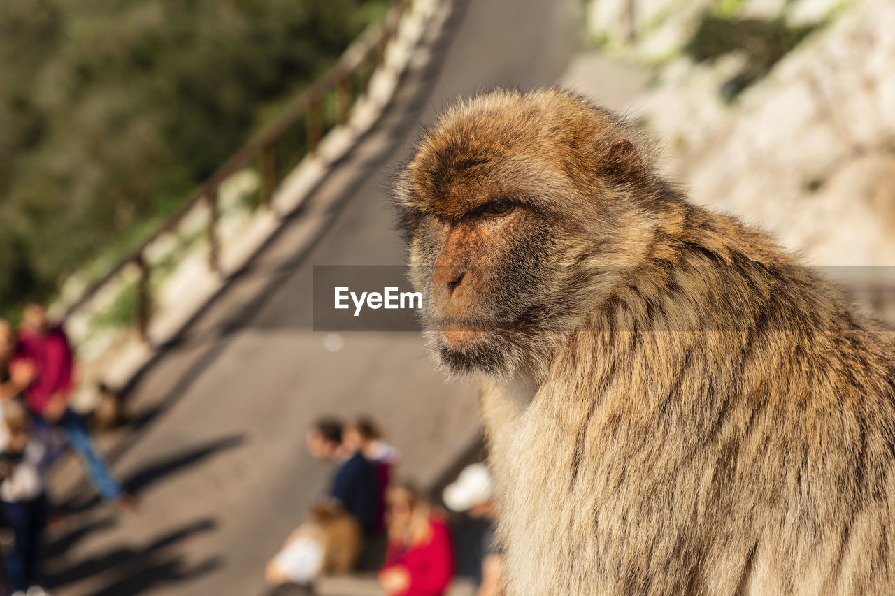 Grumpy looking barbary macaque monkey on the rock of gibraltar