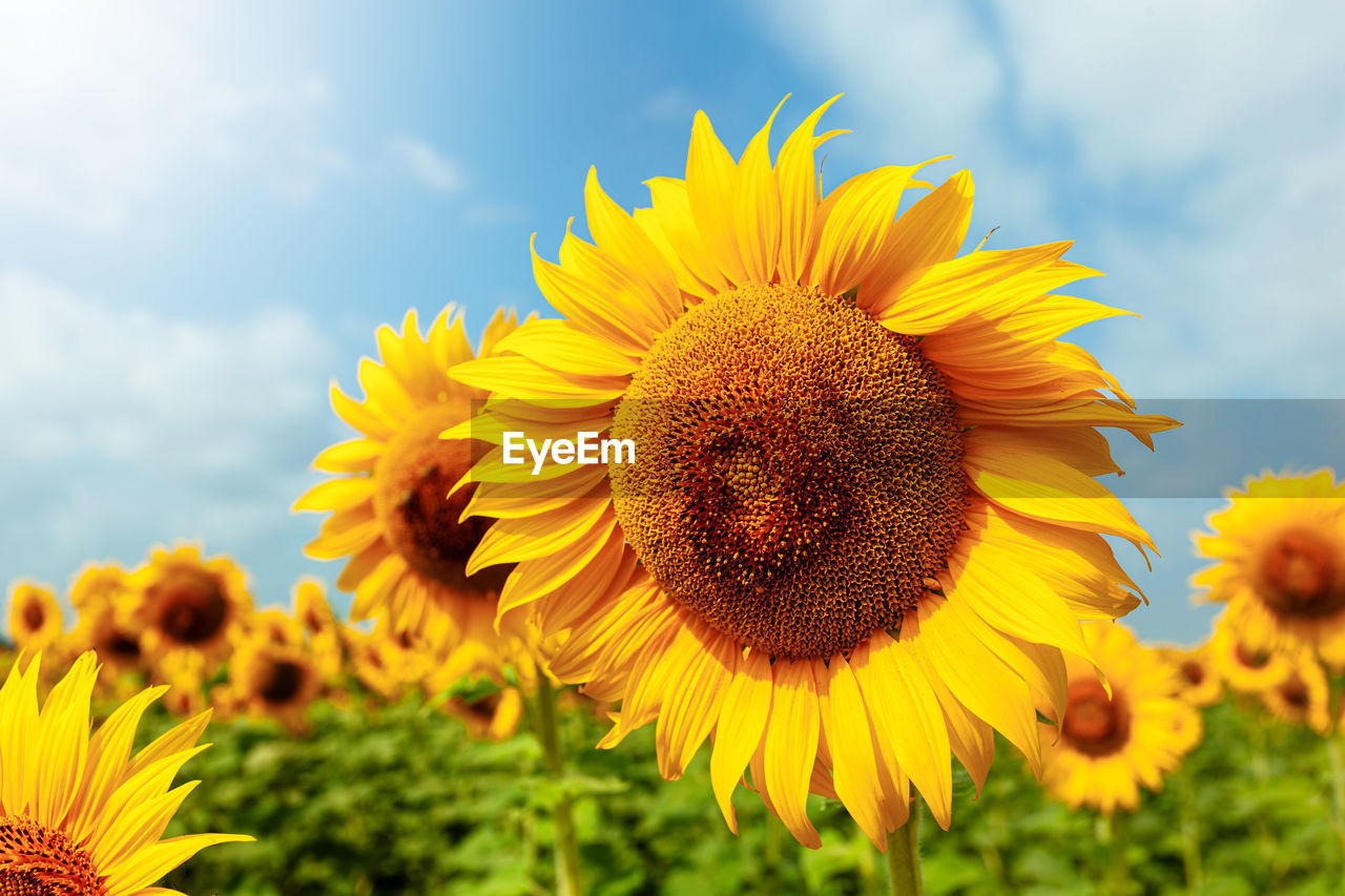 flower, plant, flowering plant, sunflower, beauty in nature, freshness, sky, yellow, flower head, cloud, nature, growth, inflorescence, petal, landscape, field, fragility, close-up, rural scene, land, no people, summer, pollen, agriculture, environment, springtime, outdoors, sunlight, focus on foreground, sunflower seed, vibrant color, blossom, botany, day, macro photography, scenics - nature, seed, crop, blue, landscaped, tranquility, wildflower, multi colored, farm, low angle view, macro, plant part, grass, selective focus, plain, meadow, asterales, horizon over land, cloudscape, backgrounds