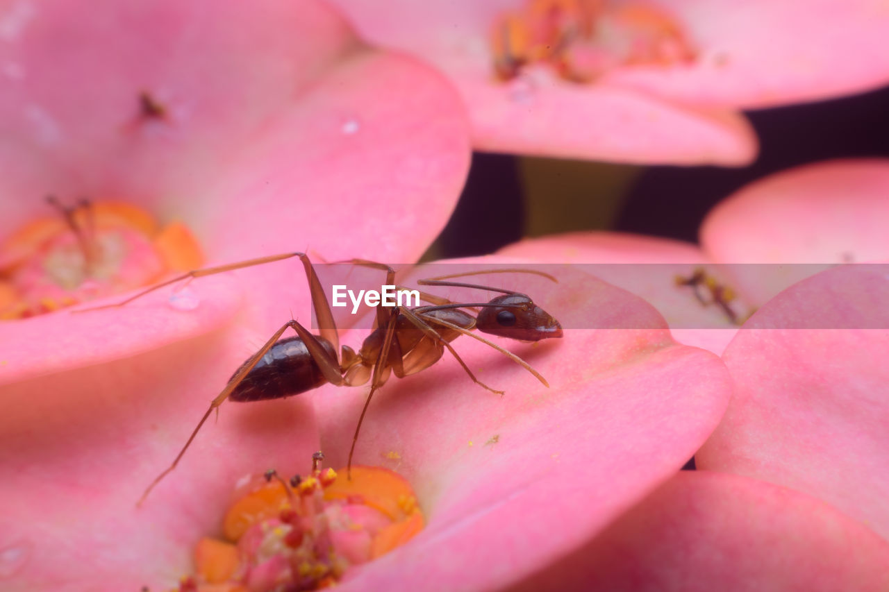 CLOSE-UP OF HONEY BEE POLLINATING ON PINK FLOWER