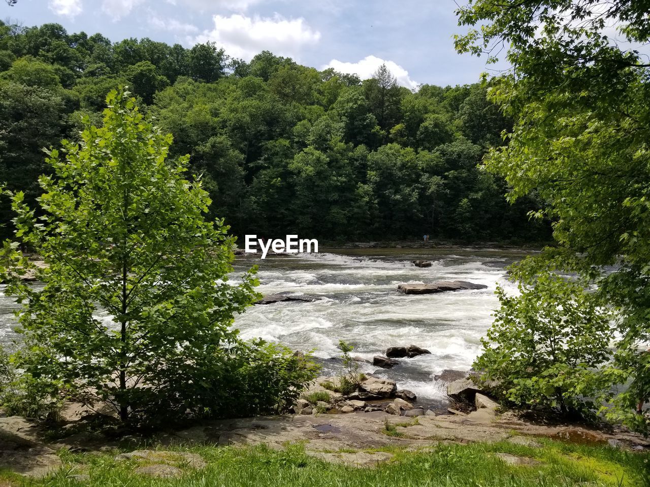 SCENIC VIEW OF RIVER FLOWING AMIDST TREES IN FOREST