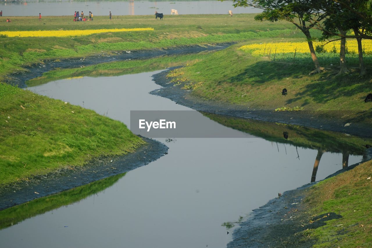 SCENIC VIEW OF RICE PADDY