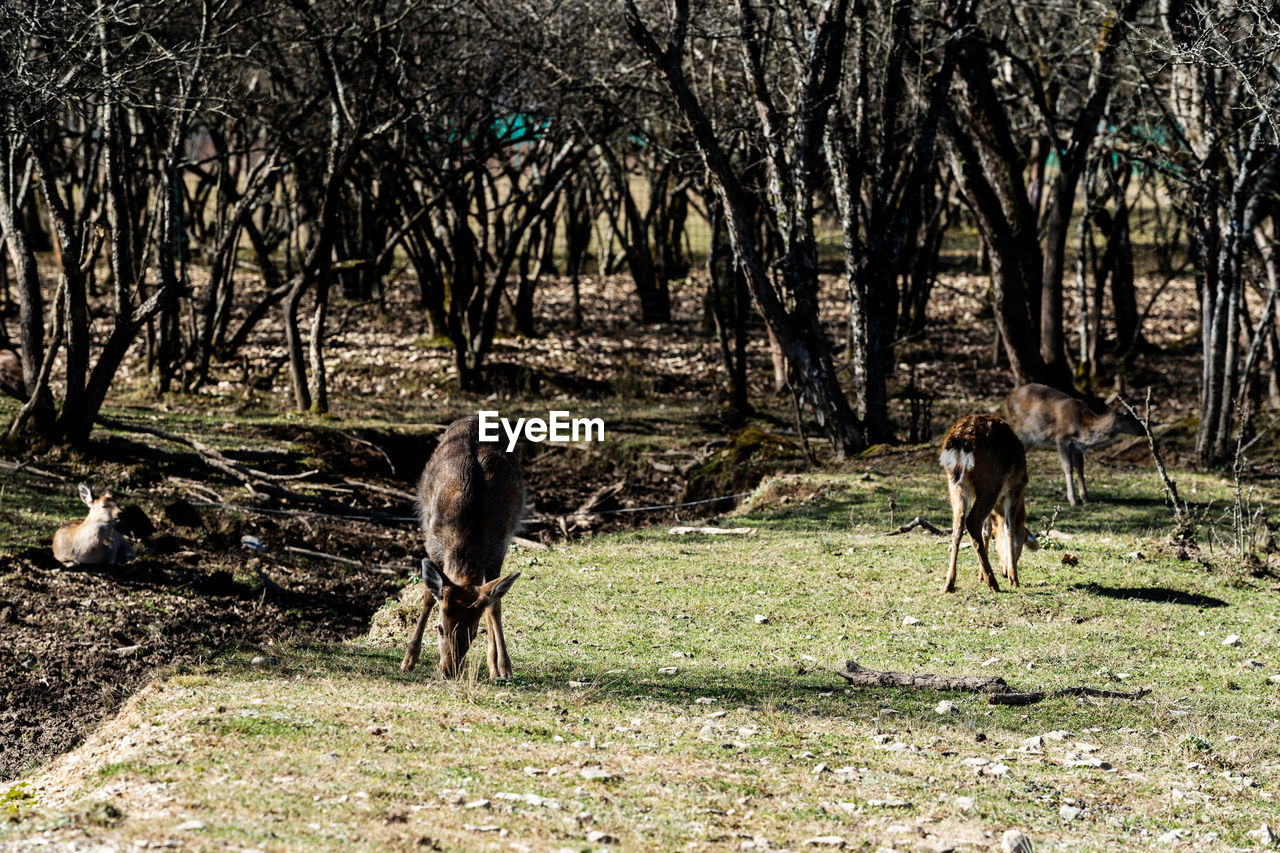 Deer on field in zoo