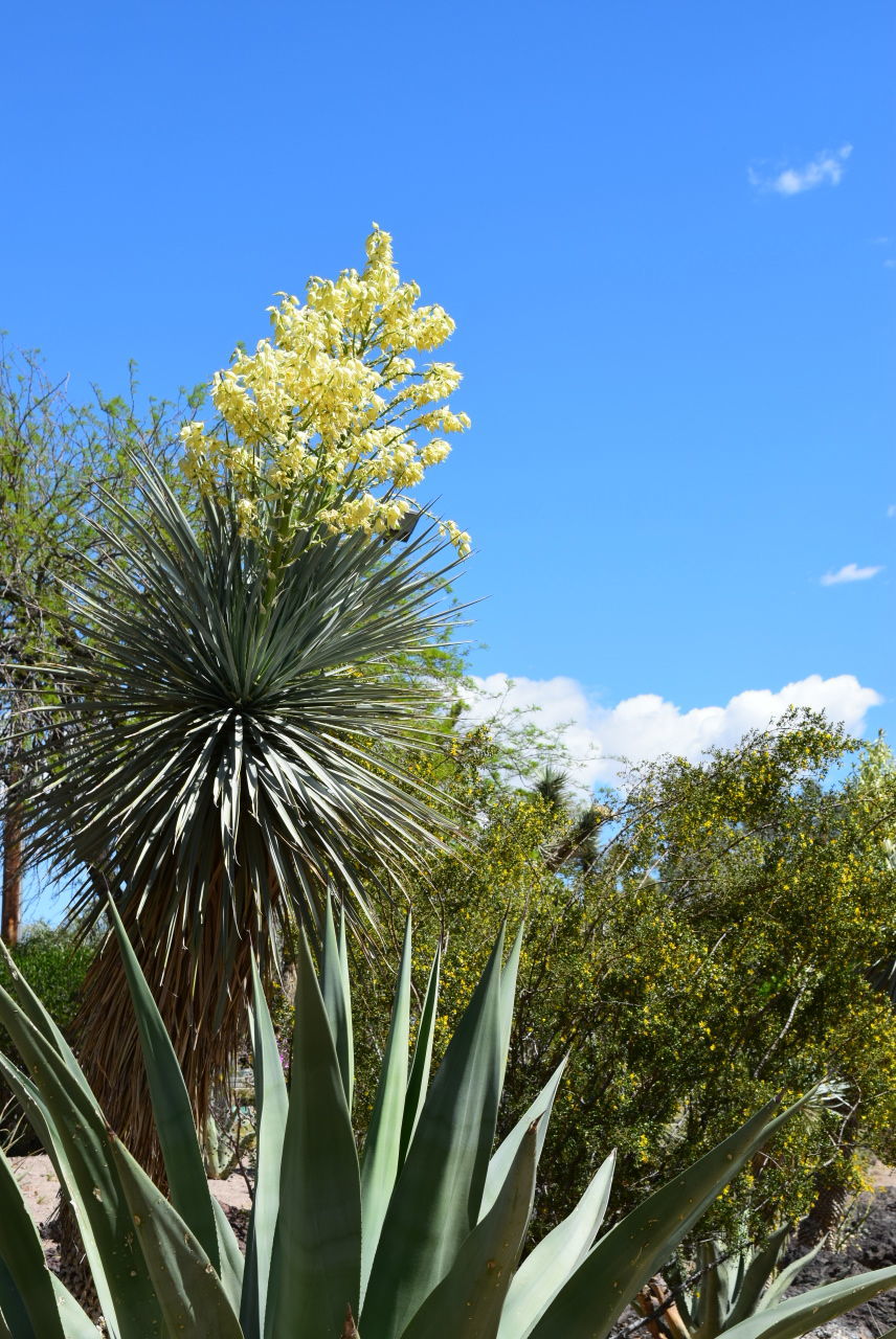 LOW ANGLE VIEW OF FRESH GREEN PLANTS AGAINST BLUE SKY