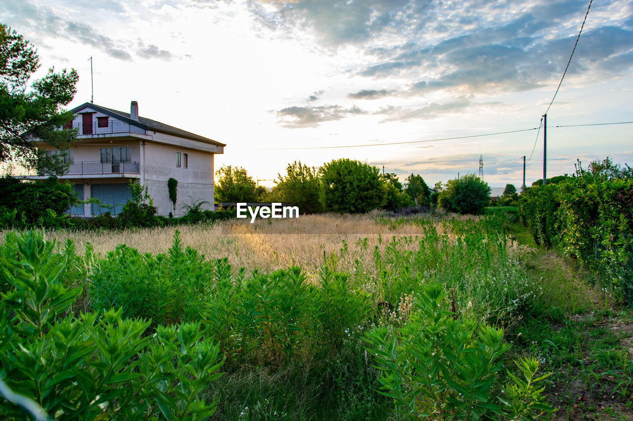 PLANTS GROWING ON FIELD AGAINST BUILDINGS
