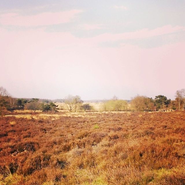 TREES ON GRASSY FIELD