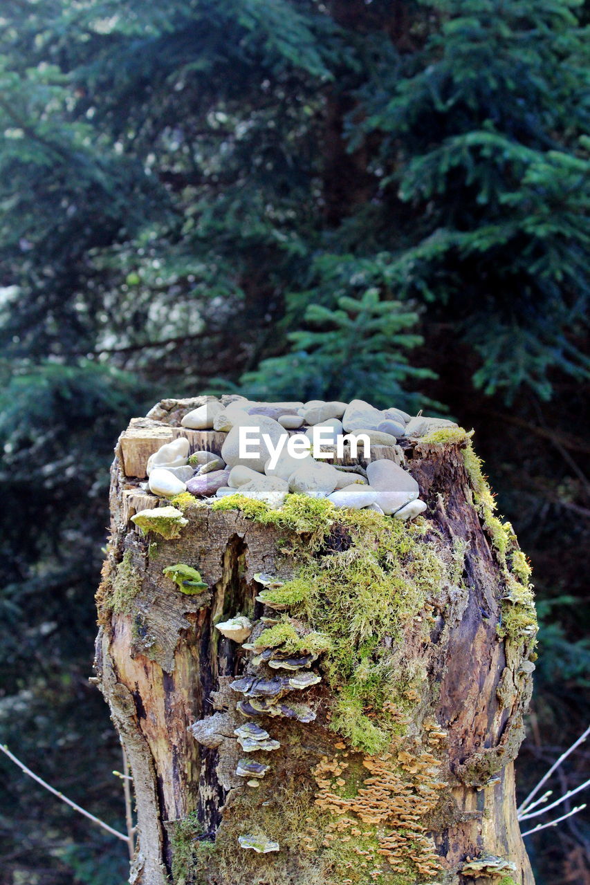 CLOSE-UP OF MUSHROOM GROWING IN FOREST