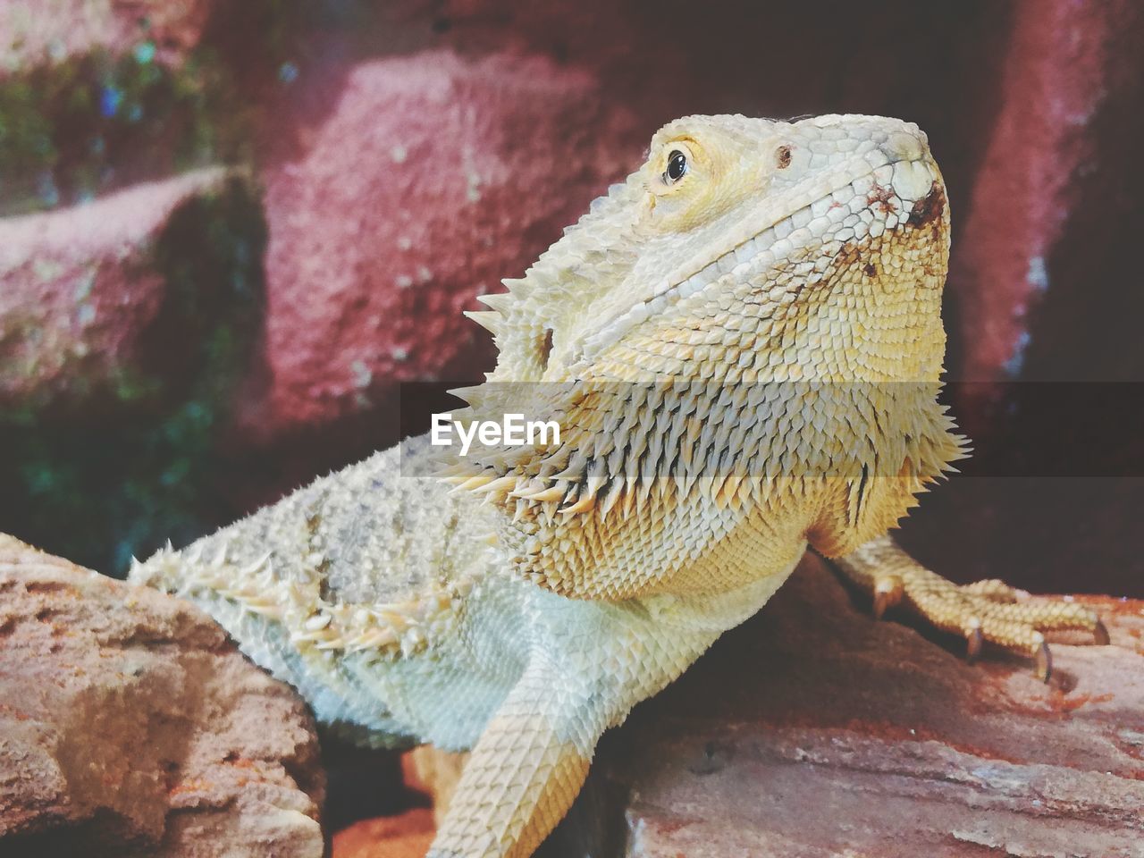 Close-up of bearded dragon on rock