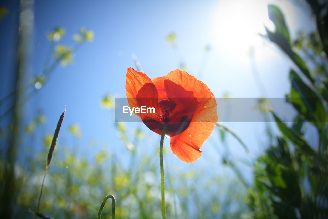 Close-up of orange flower against sky