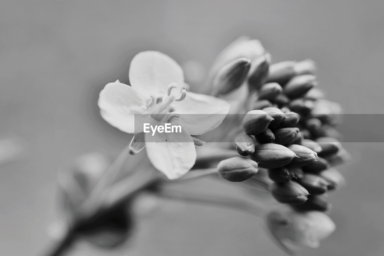 flower, white, flowering plant, close-up, plant, black and white, freshness, macro photography, beauty in nature, monochrome photography, petal, fragility, blossom, flower head, nature, monochrome, inflorescence, no people, growth, branch, selective focus, leaf, food and drink, springtime, focus on foreground, still life photography, food