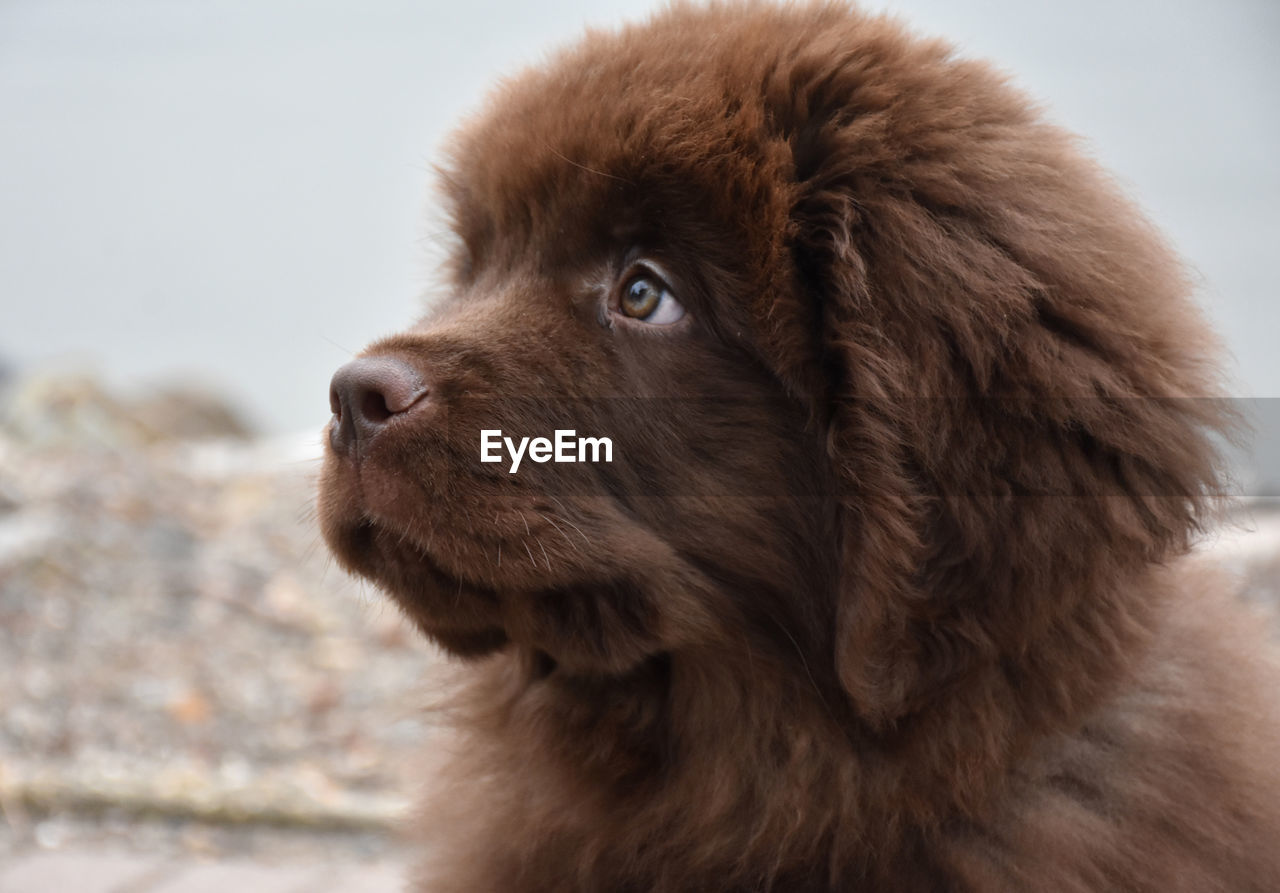 Side view of a young newfoundland puppy dog's face.