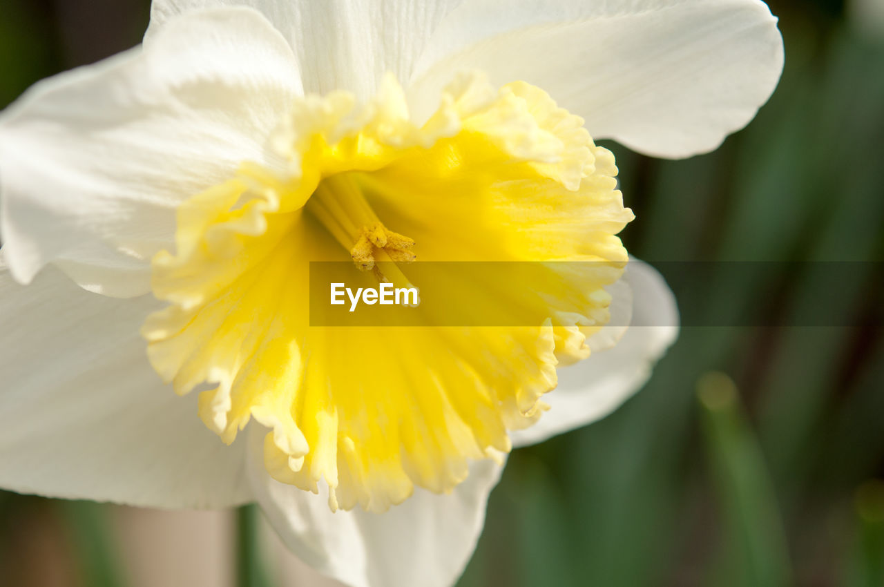 CLOSE-UP OF FLOWER