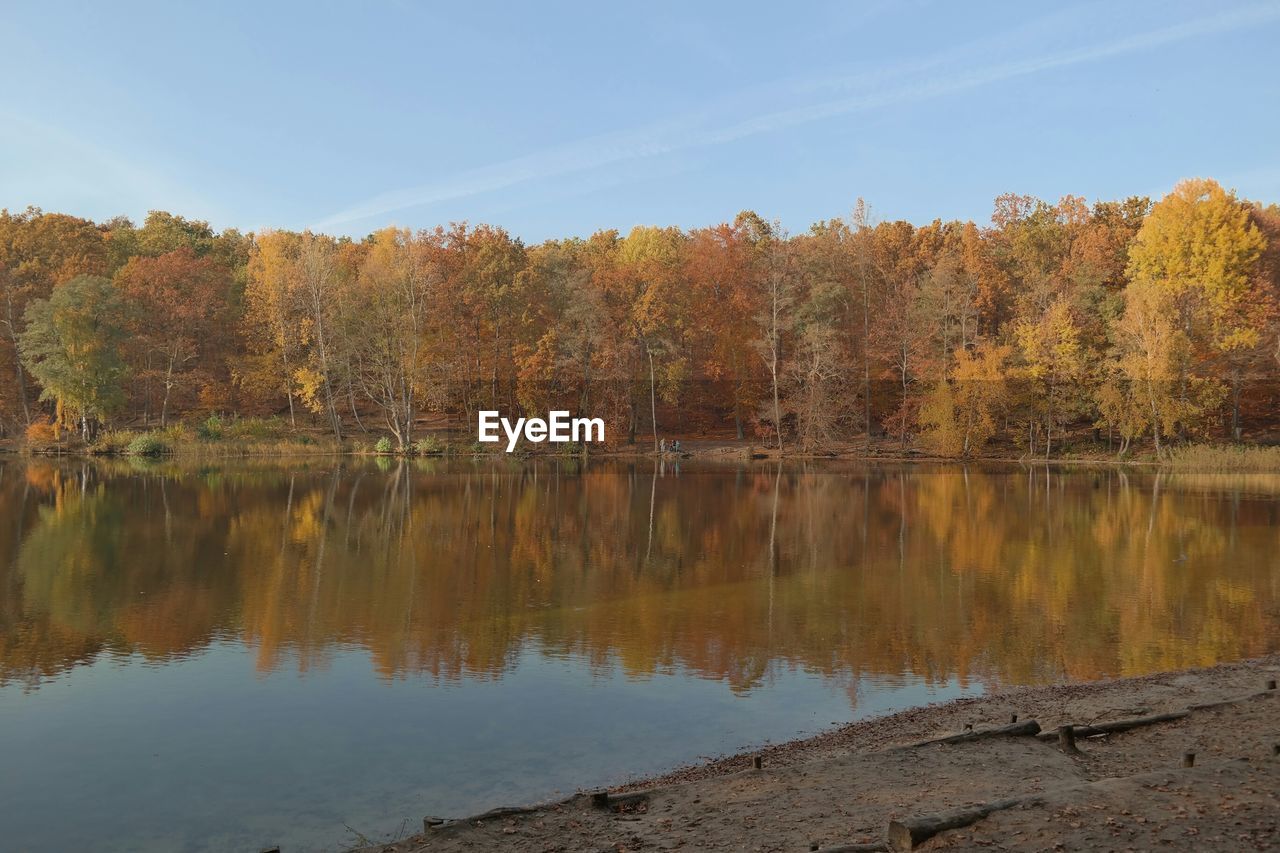 REFLECTION OF TREES IN WATER