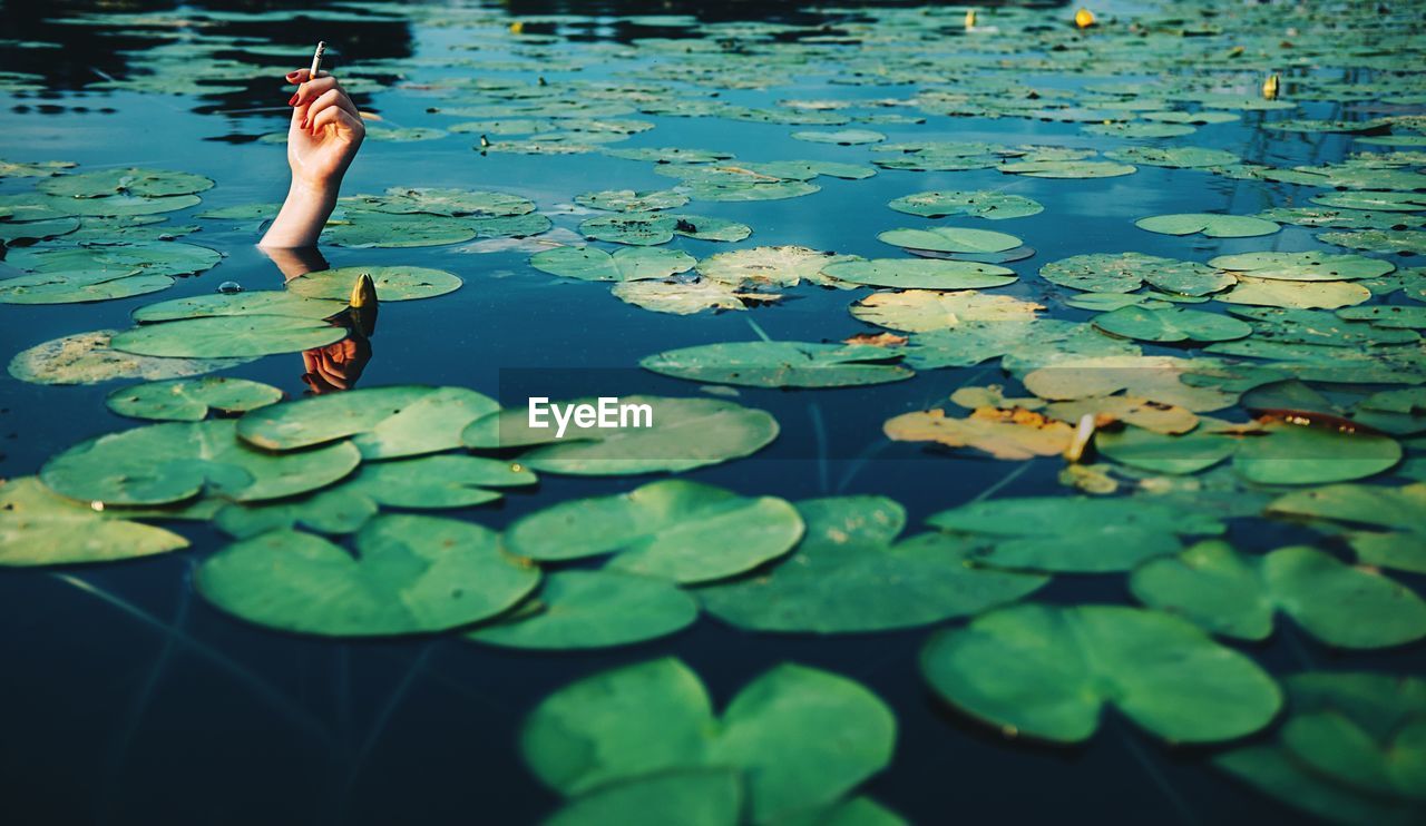 Cropped hand of woman holding cigarette surrounded by lily pads in pond