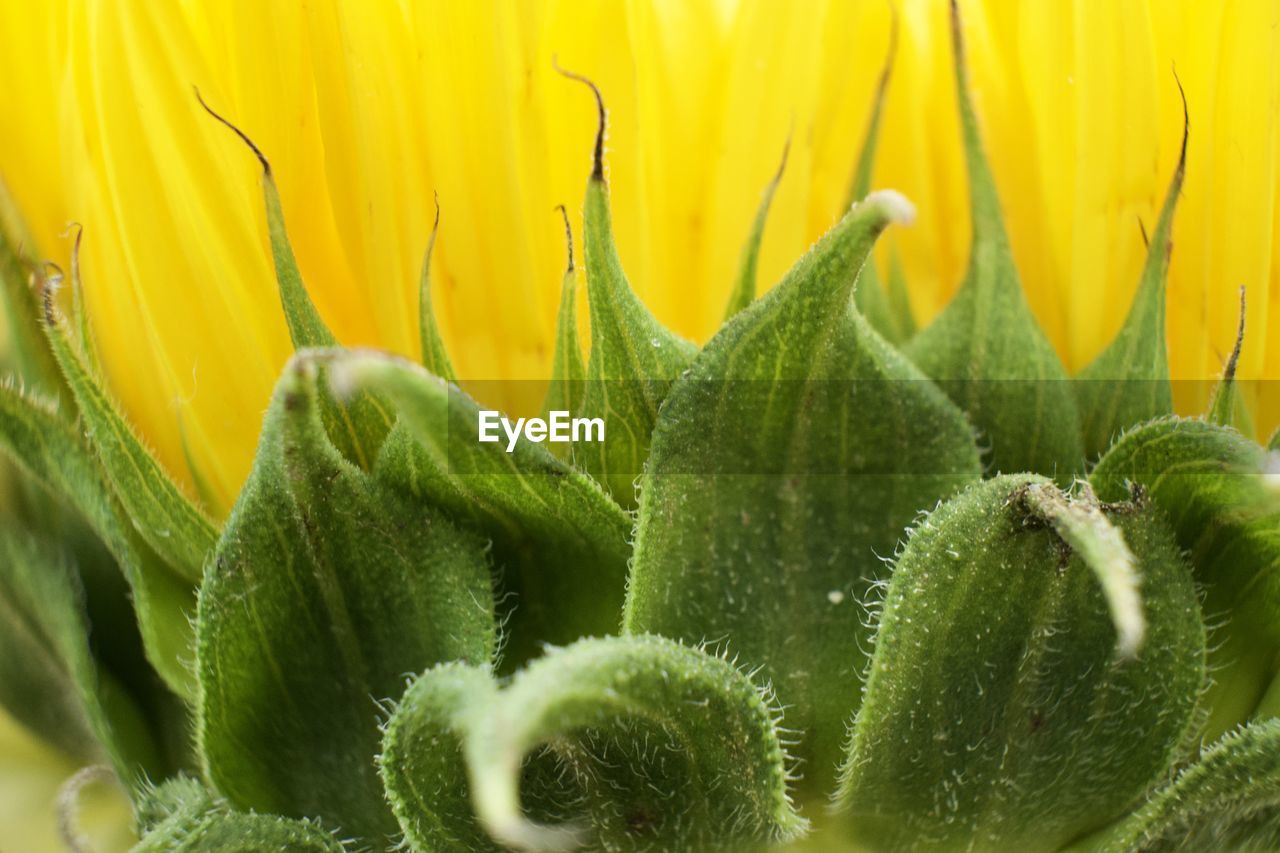 Close-up of yellow cactus