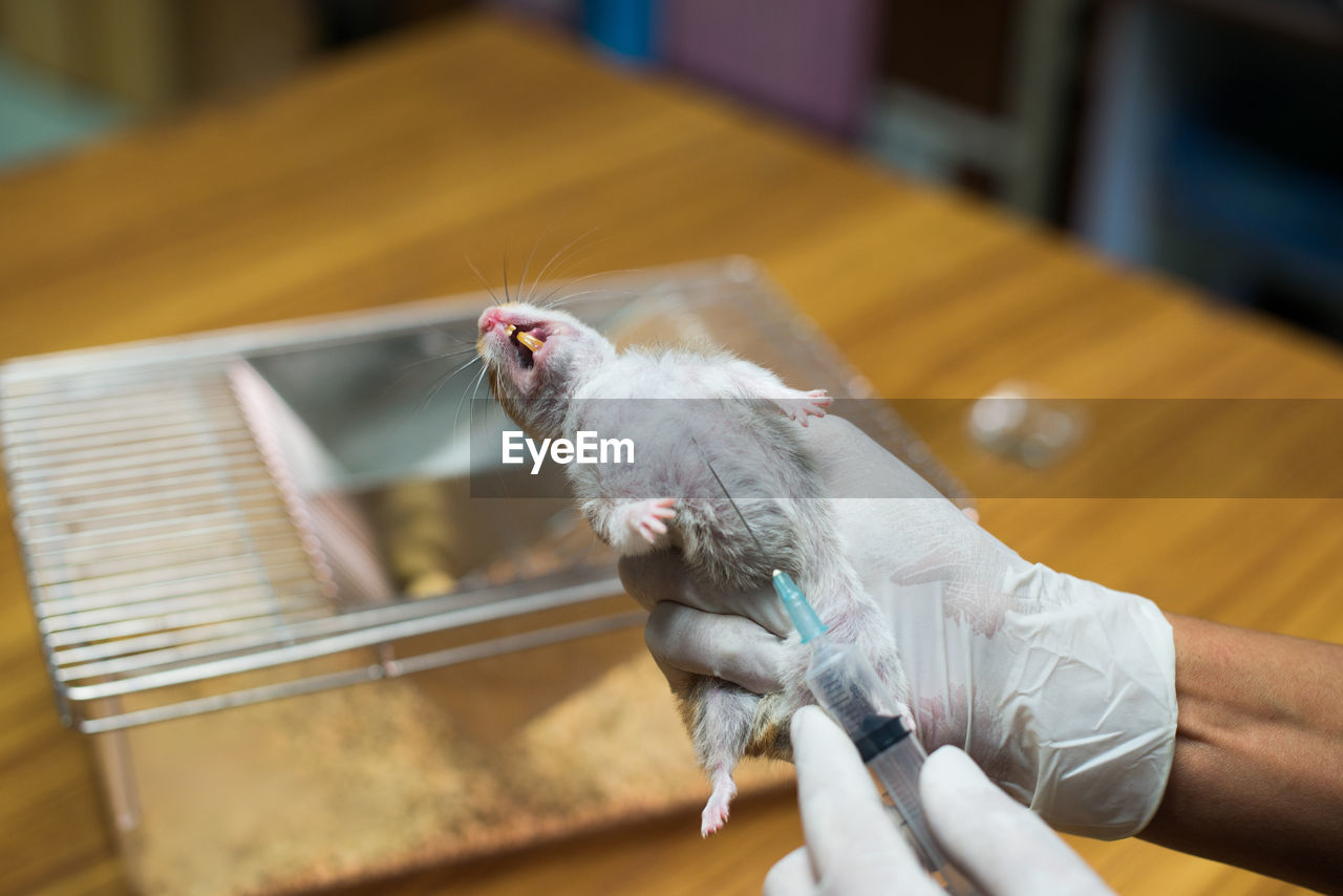 Cropped hands of veterinarian injecting mouse