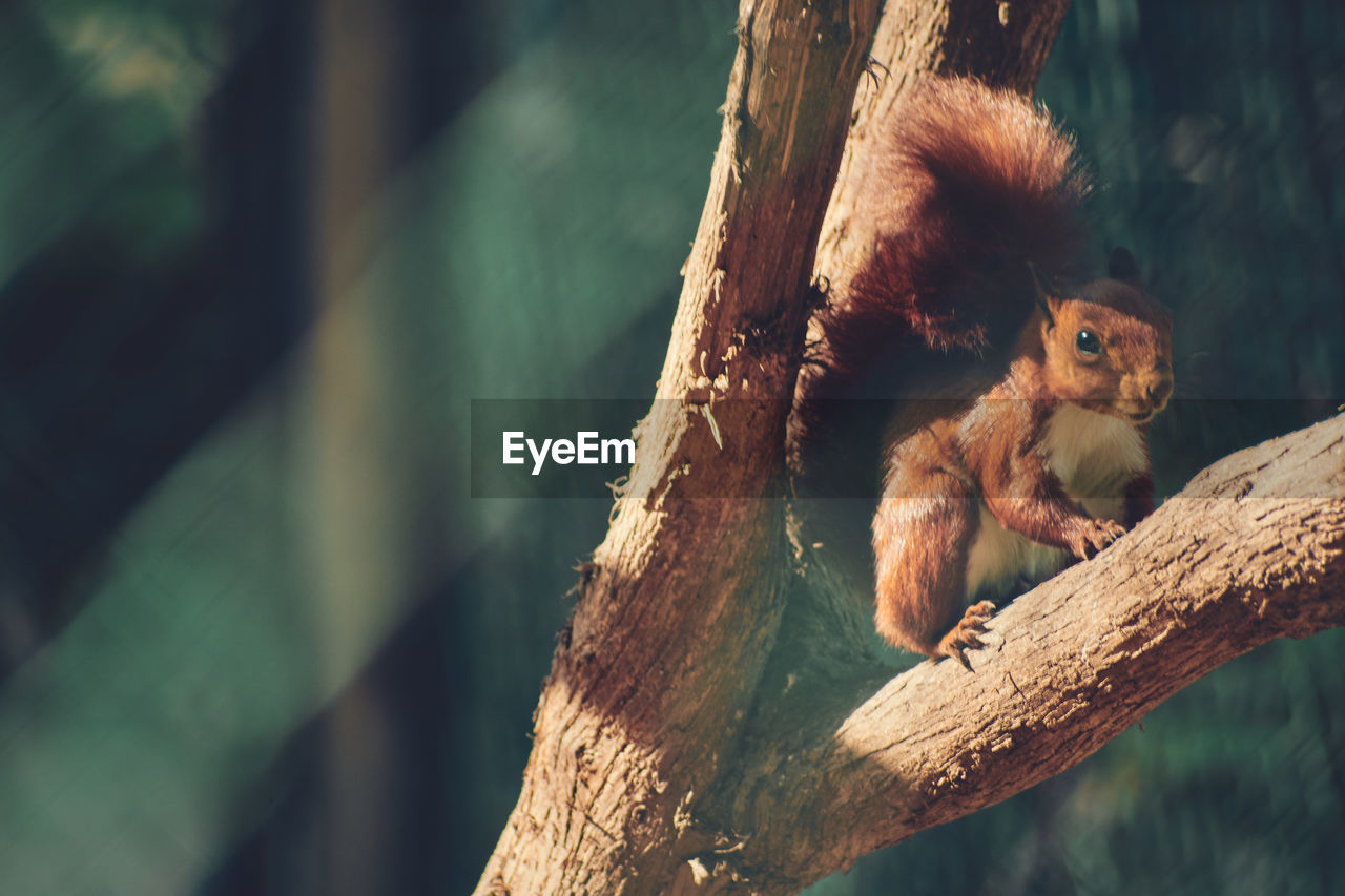 VIEW OF MONKEY ON TREE