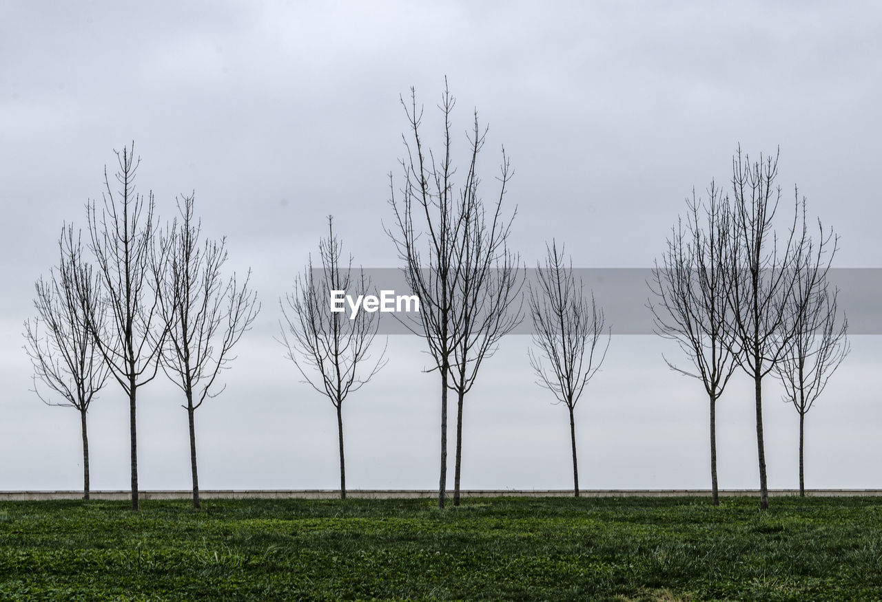 Bare trees on field against sky