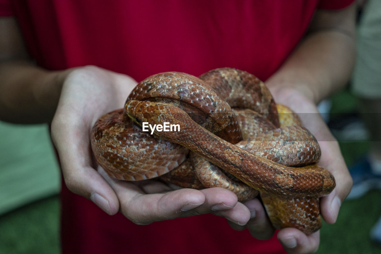 Corn snake held in the palm  of the  hand