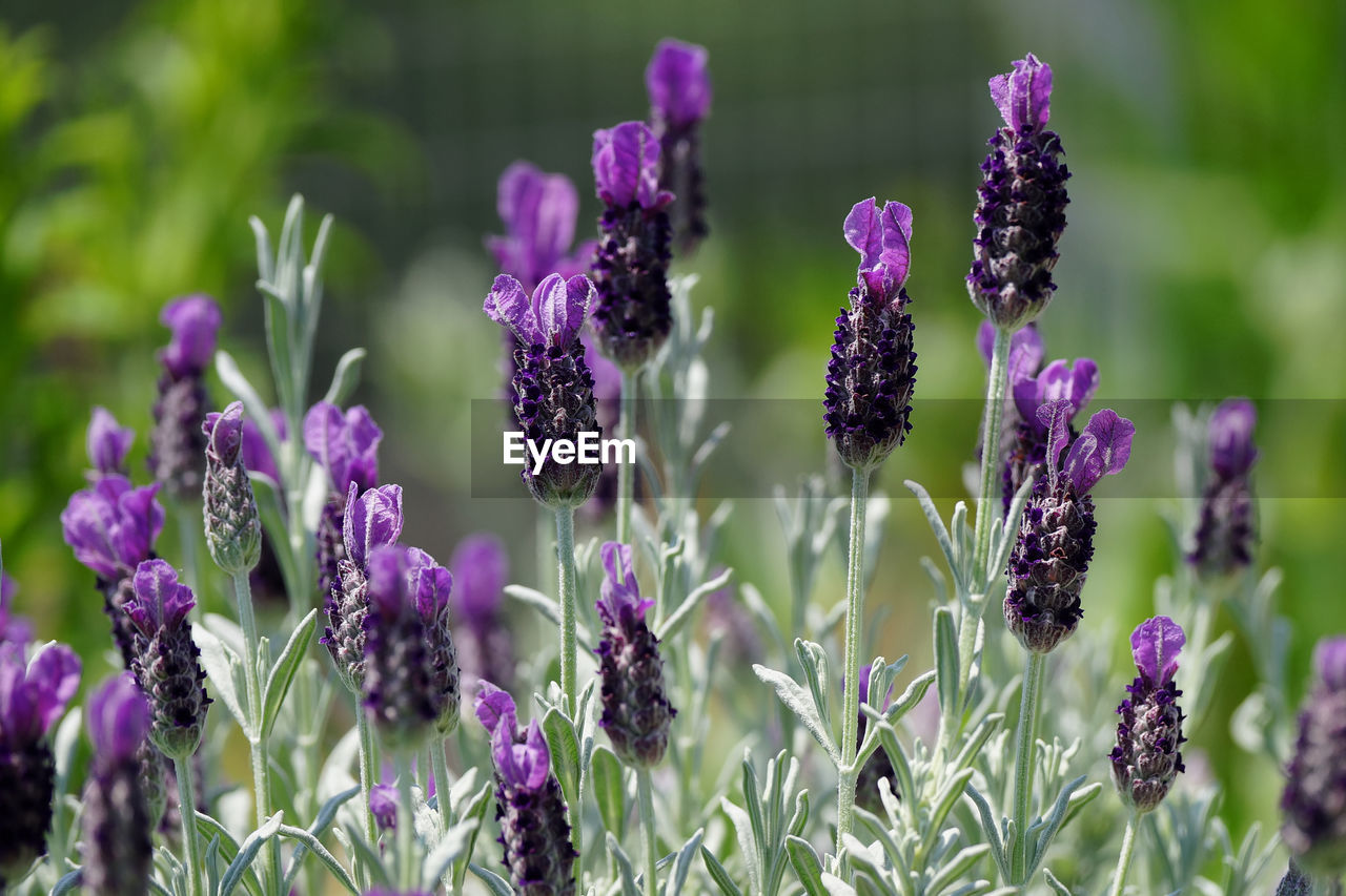 Close-up of purple flowering plants on field