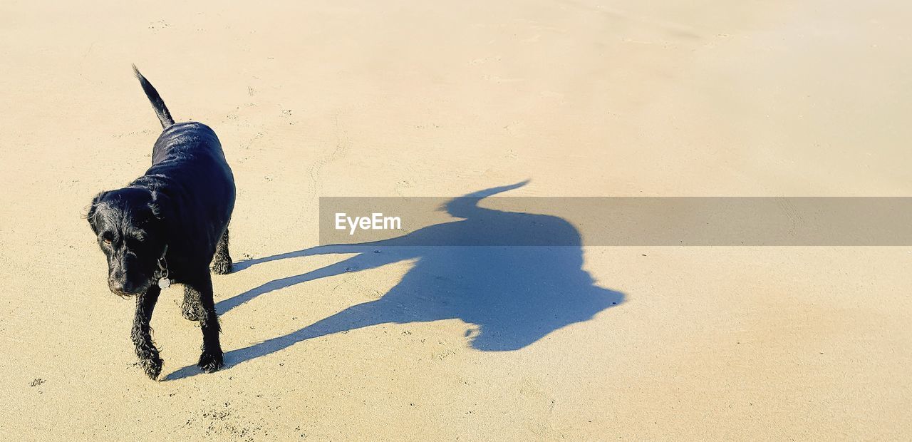 Shadow of dog on sand
