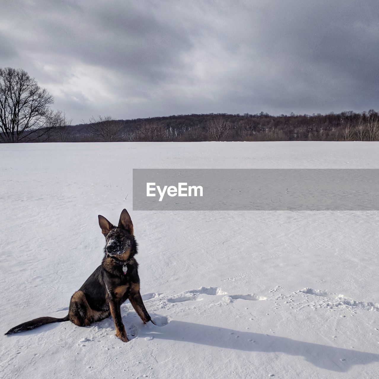 German shepherd in the snow 