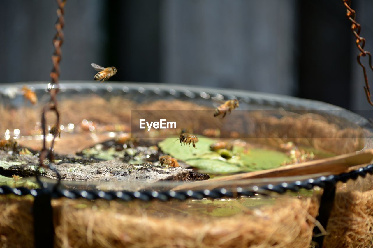 Bee bath in backyard apiary