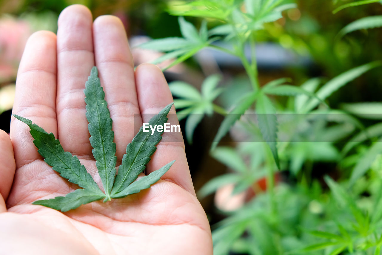 CLOSE-UP OF HAND HOLDING PLANT LEAVES