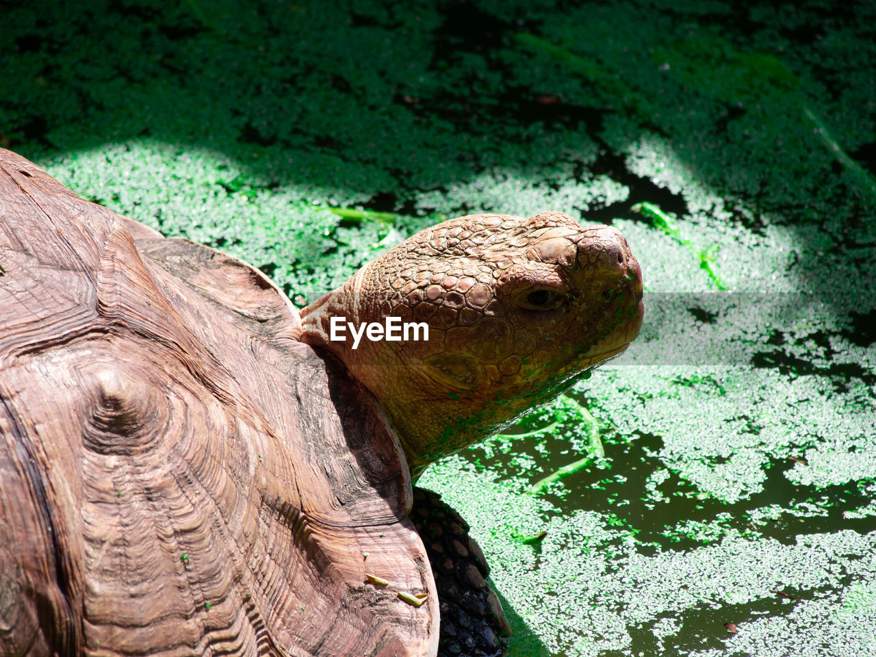 HIGH ANGLE VIEW OF A TURTLE IN THE WATER
