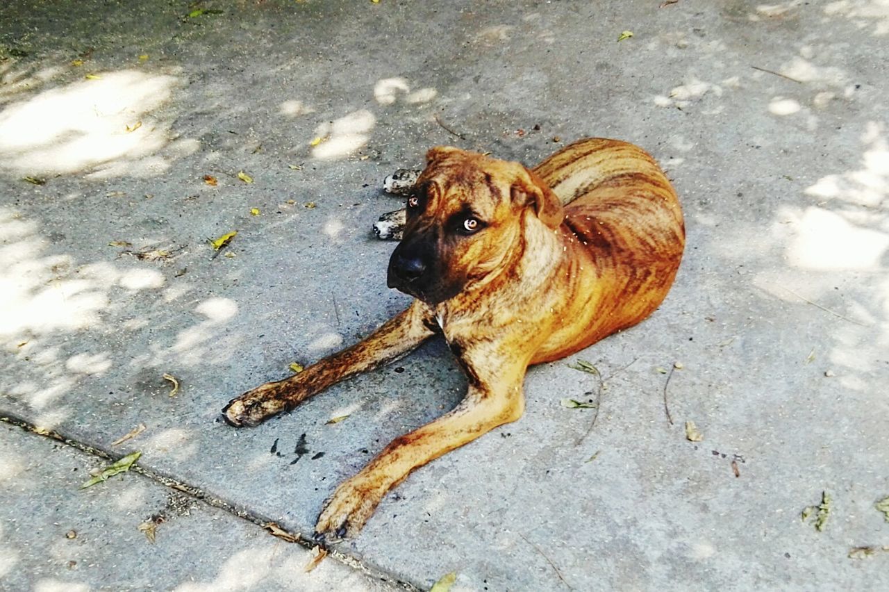 HIGH ANGLE VIEW OF DOG SITTING ON DIRT ROAD