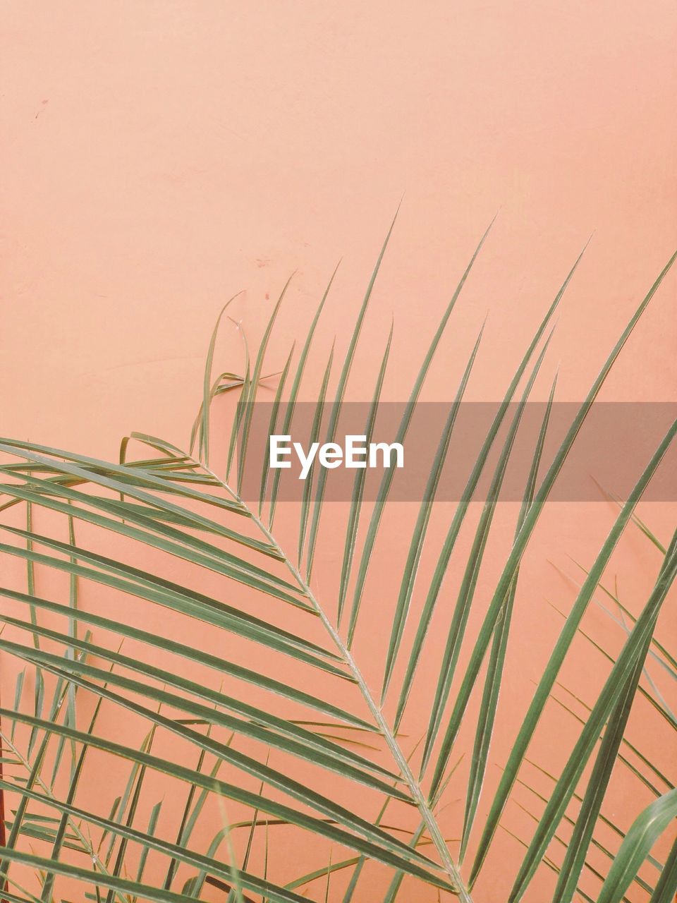 Low angle view of plants against wall. palm tree