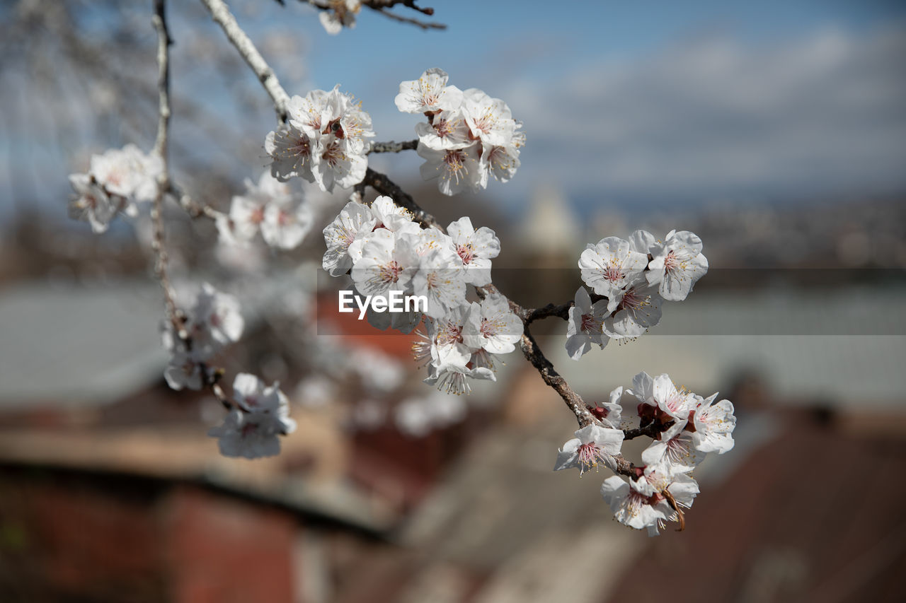 plant, spring, flower, blossom, flowering plant, freshness, beauty in nature, fragility, tree, springtime, nature, growth, branch, macro photography, cherry blossom, close-up, focus on foreground, no people, day, outdoors, white, cherry tree, twig, selective focus, petal, sky, produce, flower head, food and drink, inflorescence, botany, pink, fruit tree, tranquility, winter, sunlight, leaf, food