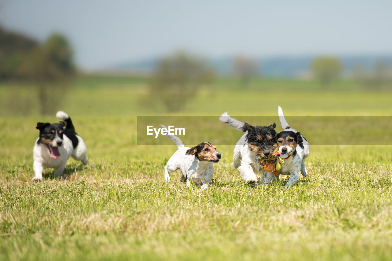 DOGS RUNNING ON GRASSY FIELD AGAINST SKY