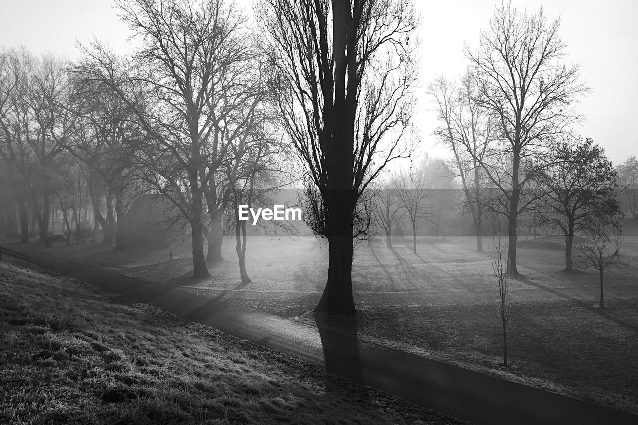 Bare trees in foggy weather