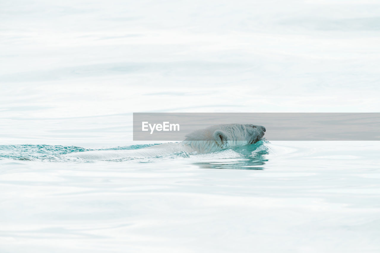 Polar bear swimming in the wild, arctic