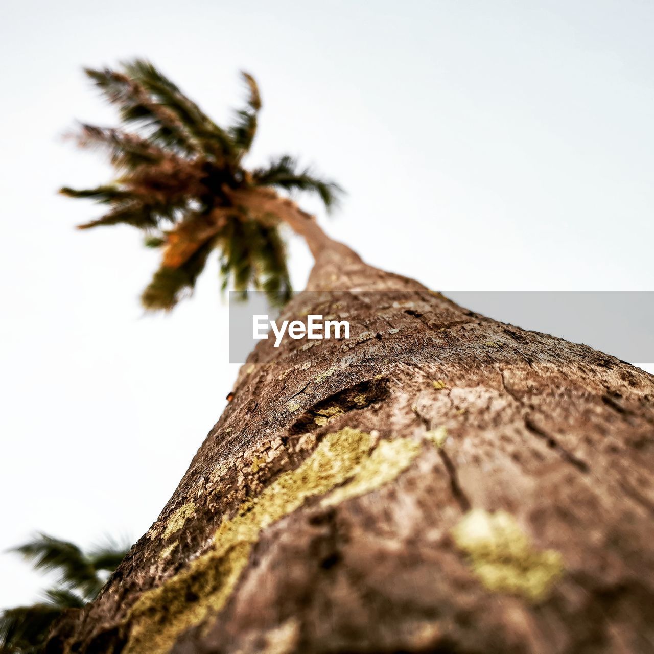 LOW ANGLE VIEW OF TREE TRUNK AGAINST CLEAR SKY