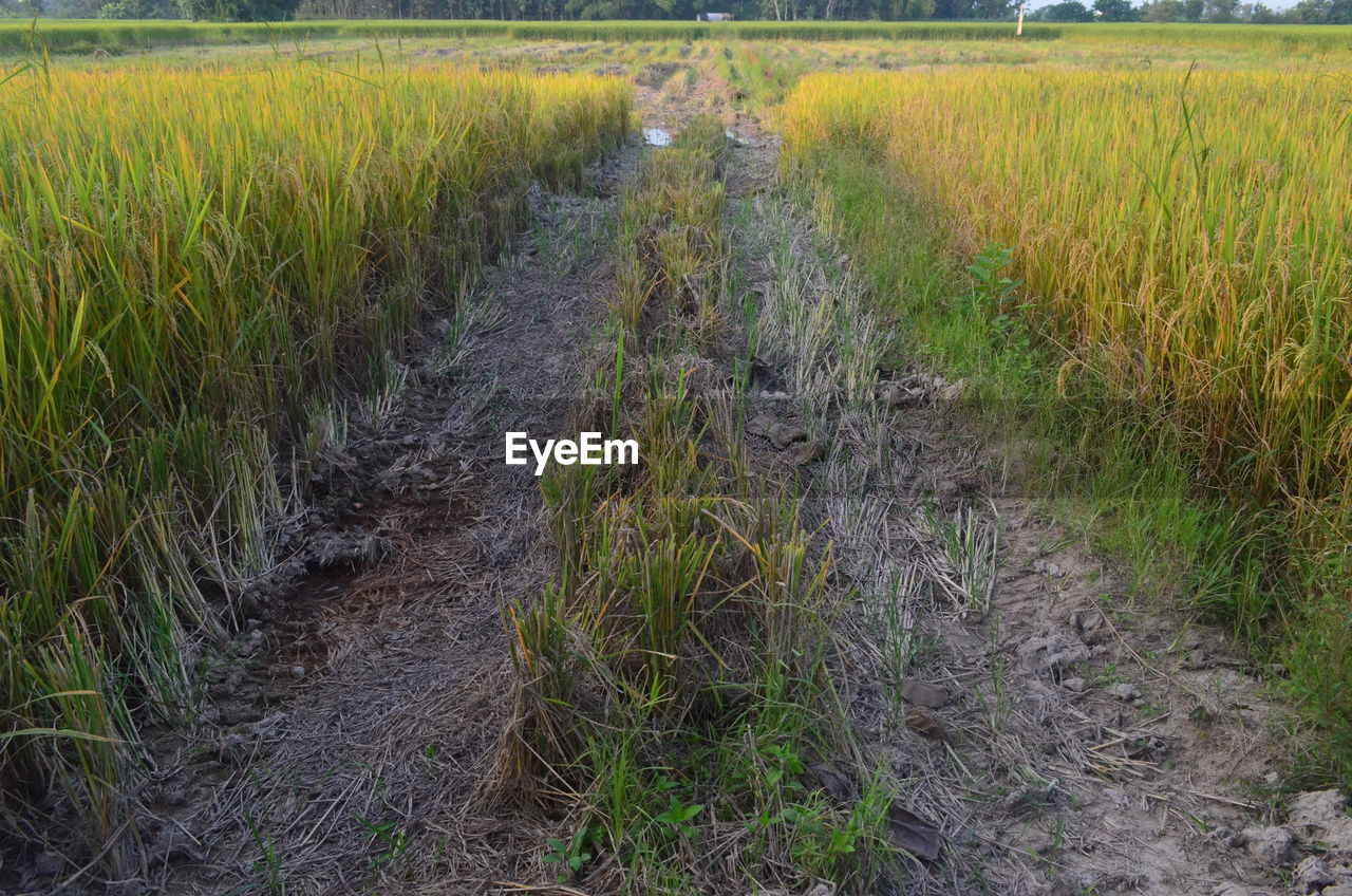 PLANTS GROWING ON FIELD