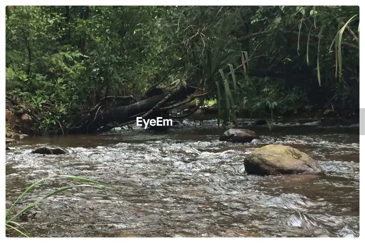 STREAM PASSING THROUGH FOREST