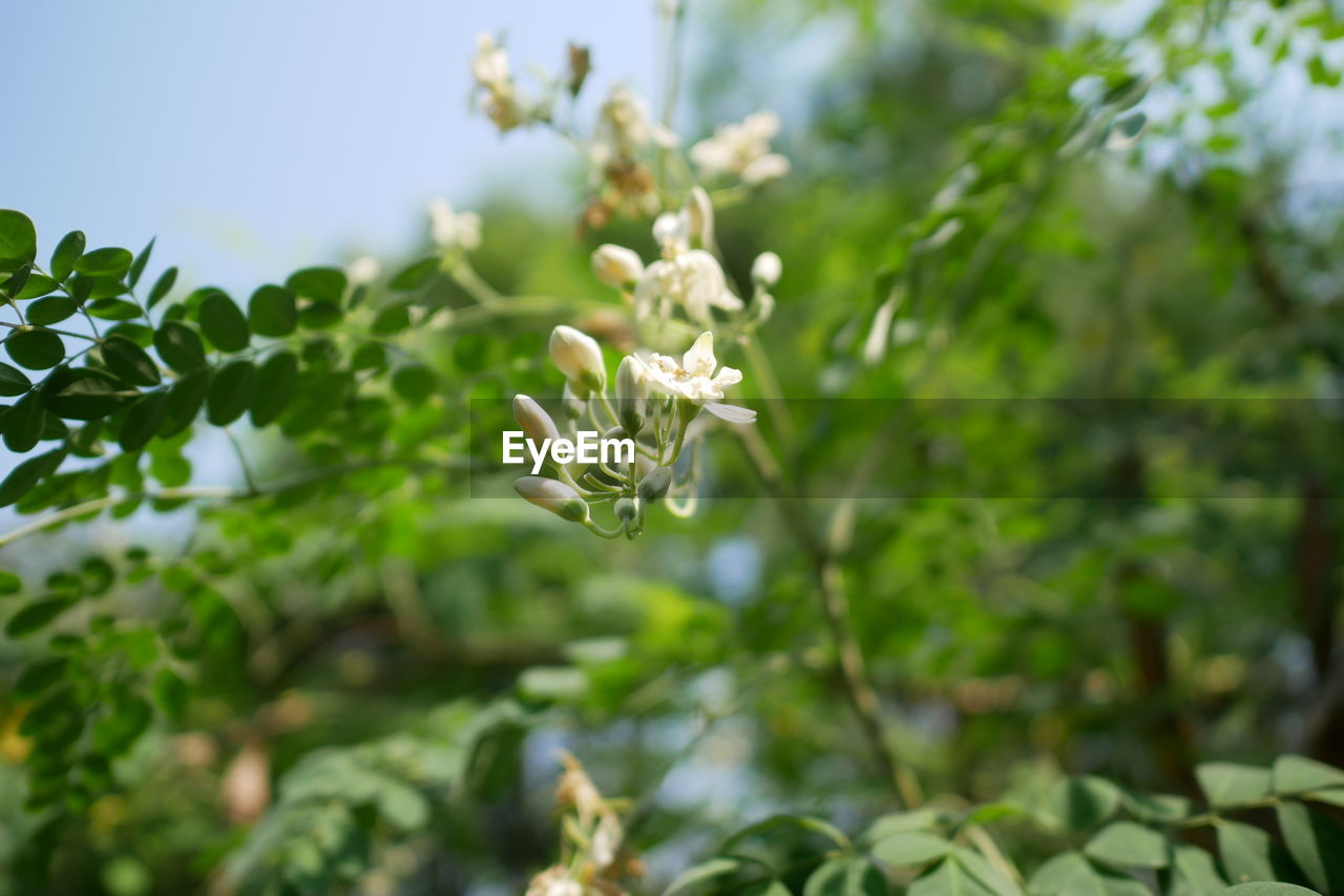 CLOSE-UP OF FLOWERING PLANT
