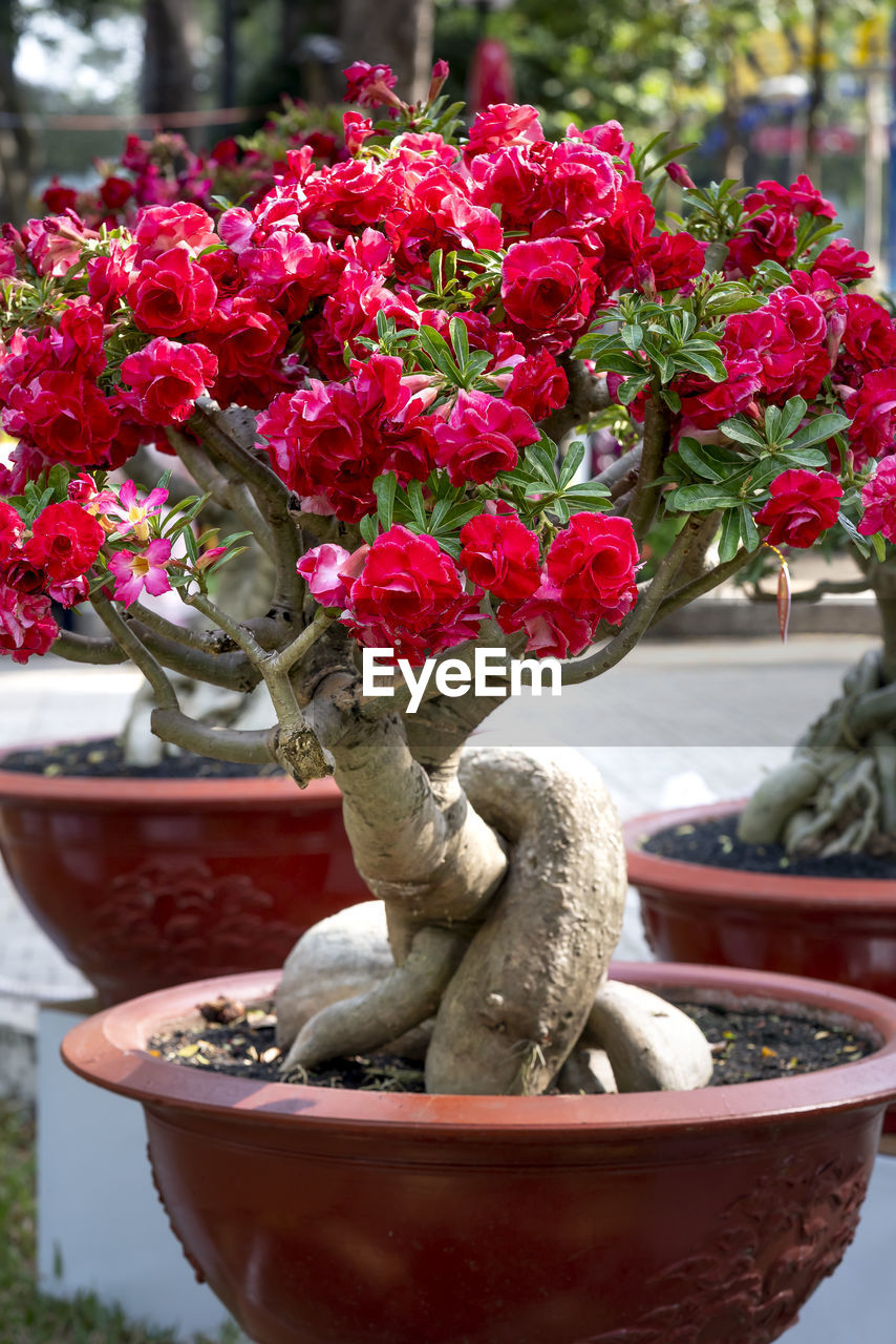 CLOSE-UP OF RED ROSE FLOWER POT