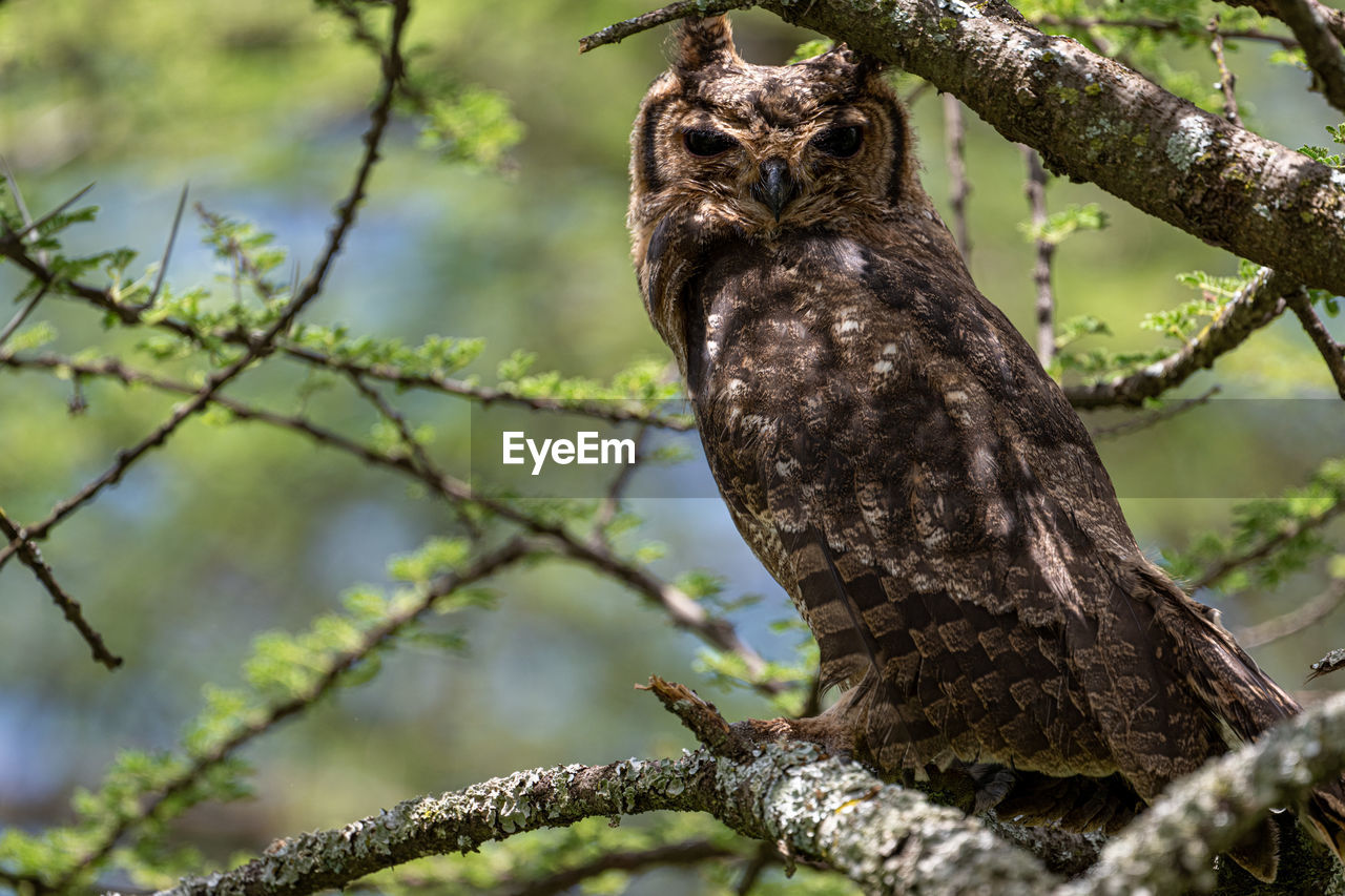 low angle view of bird perching on tree