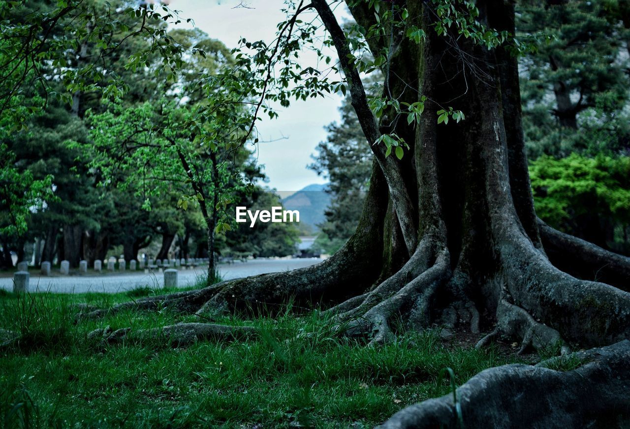 Trees and grass on field