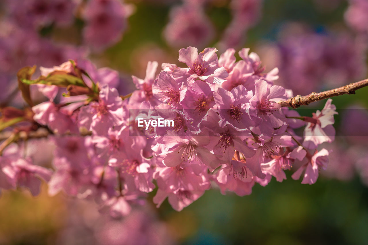 CLOSE-UP OF FRESH PINK CHERRY BLOSSOM