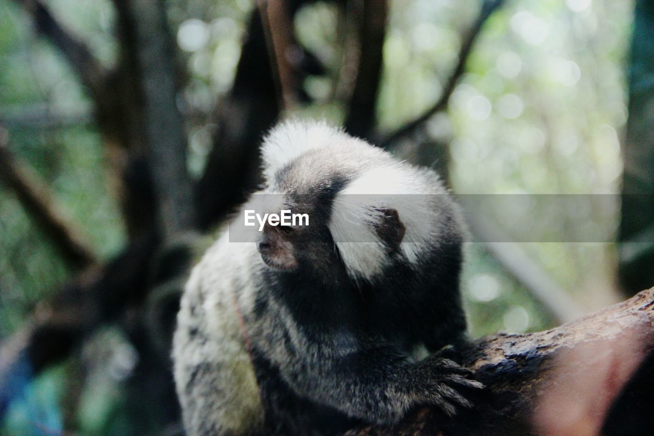 Close-up of common marmoset on branch at zoo