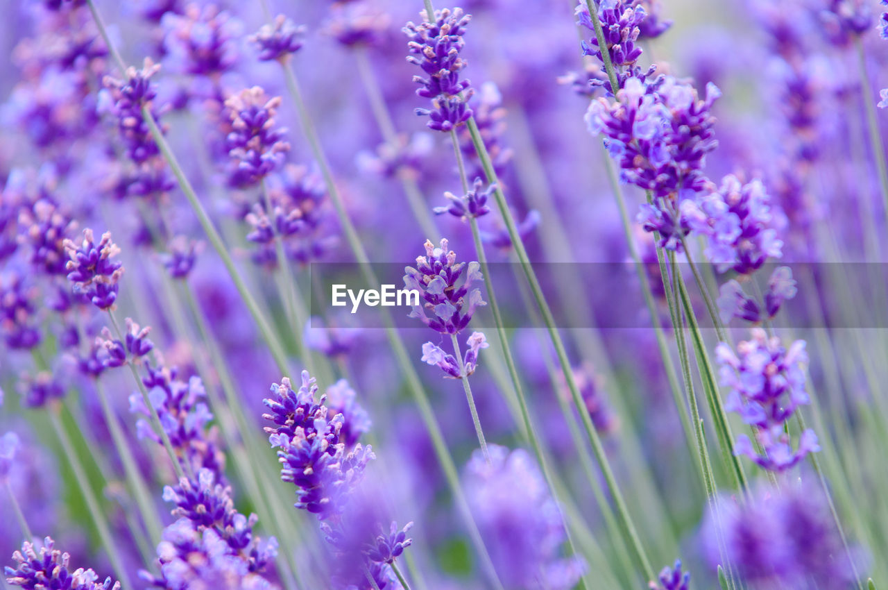 Close-up of purple flowers growing on field