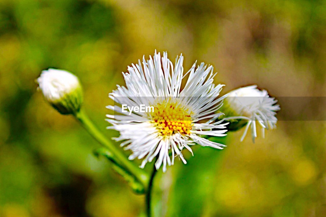 CLOSE-UP OF WHITE DAISY FLOWERS