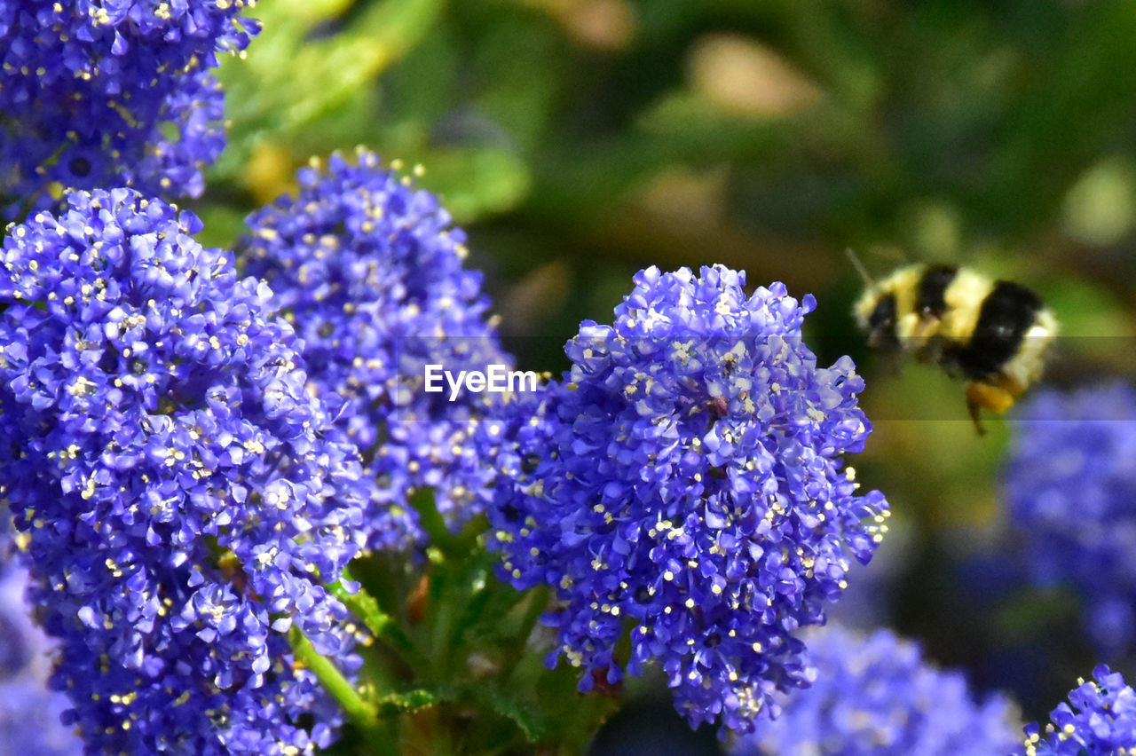 Close-up of bee pollinating purple flower